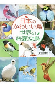 日本のかわいい鳥世界の綺麗な鳥